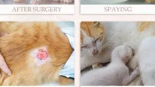 Cat Recovery Suit 🐱💖 | Soft, Breathable & Cone-Free Post-Surgery Care!