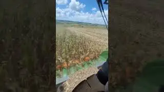 Corn harvest technology #corn #technology #farming #modernagricuture #shorts