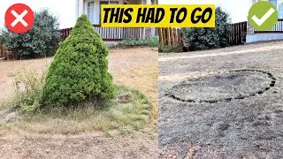 Watch Me Remove This Ugly Bush From My Lawn
