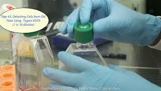 Cell Culture: How to Passage Confluent Cells. Part 1