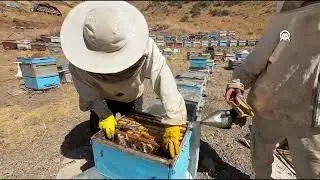 Hizan'da arıcılar karakovan balı hasadına başladı