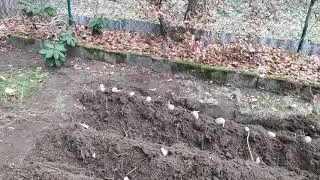 Kartoffeln stecken im neu angelegten Kartoffelacker ;-)