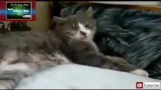 Annoying Australian Parrot Ruined Cat's Sleep- Not to Sleep So Easy-Extremely Funny