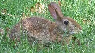 wild cottontail rabbit eating chews grass and vegetation while many songbirds sing and hawk calls