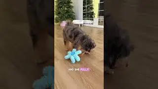 Meet Bluebell - Mini F2 Bernedoodle Girl 🐶💜 #bernedoodle #minibernedoodle #cutedog #puppy