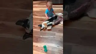 Lost Dog Shows Up On Family Farm | The Dodo