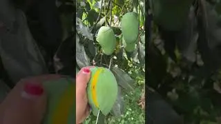 Fres Mango From Tree #mango