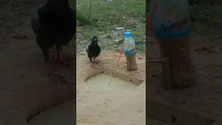 DIY Pigeon Trap #shortvideo #shortsviral #ytshorts