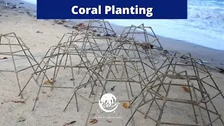 Coral Planting Success | 9 Frames Installed at House Reef - Hyatt Regency Phuket