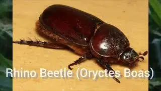 Rhino Beetle Larva jumps out of palm tree like a ninja in South Africa (Oryctes Boas)