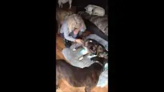 Hessa's Homeless Hounds - Collecting Maria