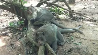 Monkeys Team Masters Are Sleeping After Having Great Food At Angkor Wat Moat