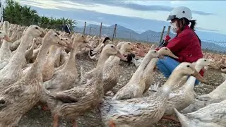 The journey of two trucks carrying ducks to another field before dawn