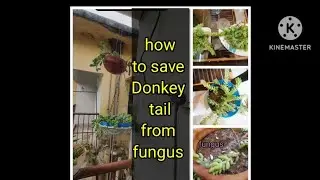 How to save my DONKEY TAIL from FUNGUS. कैसै बचाया फंगास से मेरे DONKEY TAIL को ।