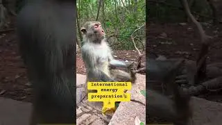 Monkey&rsquo;s meditation 🧘&zwj;♂️ #monkeyvideo#meditation#animal#shortsvideo