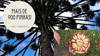 Araucária produz mais de 900 pinhas no planalto catarinense!