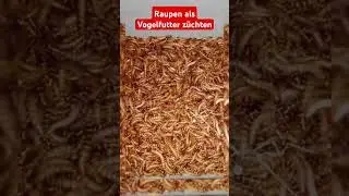 Raupen als Vogelfutter z&uuml;chten #diy #shortvideo #usa #germany