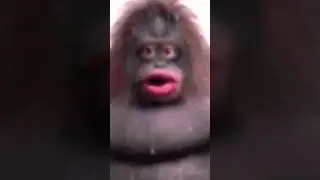 uh oh stinky #funny #music #exciting #monkey #monkeys #monke