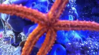 red knob starfish hanging out 2