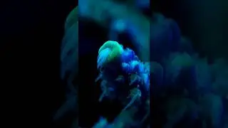 Staghorn Acropora Coral Polyp Extension; Feeding at Night.