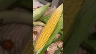 The Perfect Ear of Corn Grown in My Courtyard