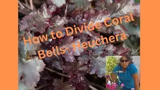 How to Divide Transplant Heuchera Coral Bells In Early Spring / 2 Versions