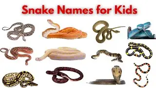 Snake Names in English | Colorful & Friendly Snakes | Fun Facts About Snakes | Kids Learning Animals