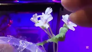 〖ペラルゴニウム編〗　2度目花粉採取へ✨(ミラビレ)