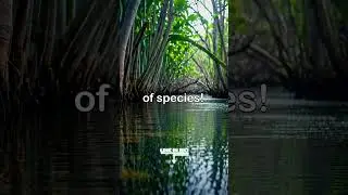 Mind-Blowing Ecosystems