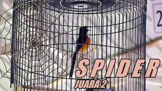 MURAI BATU SPIDER NAGEN SATU TITIK MILIK CANDRA JUARA 2 DI KELAS A PIALA BUPATI SEKADAU CUP 2