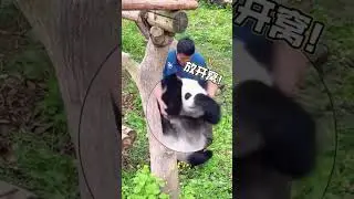 The Growth Story of Giant Panda Qi Sanmei&rsquo;s Stubborn Personality