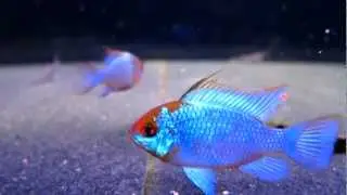 ELECTRIC BLUE RAM **** Male/Female ****
