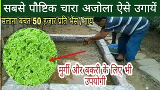 सबसे पौष्टिक अजोला चारा घर पर ऐसे उगाये l ajola farming in home