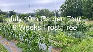 July 10th Garden Tour - 9 Weeks Frost Free