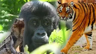 New Report Says Wildlife Population Dropped 69% Globally