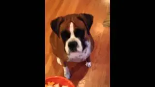 Dog excited for dinner