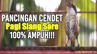 CENDET GACOR PAGI SIANG SORE 100% TERBUKTI AMPUH BUAT PANCINGAN AGAR LANGSUNG NYAUT