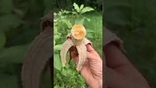 Cuban Red Banana 🍌#shorts #ytshorts #banana #organicfruits #farming #harvesting #organicfarming