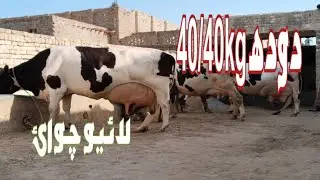  Cholistani Jersey Friesian Sahiwal cross Cow (03024029695)4 February 2026