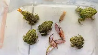 Baby African bullfrogs are eating fishes.