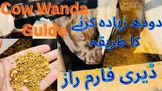 Desi Fattening Or Dairy Wanda Formula For Qurbani Animals And Dairy Animals | Wanda intake | #cow 