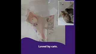 Find Harmony in Your MultiCat Home with Cat Pheromones
