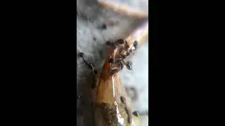 Macro: Ants Eating close up video