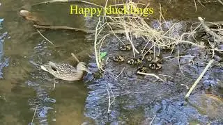 Happy ducklings