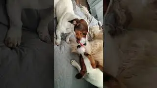 This Jack Russell Duo's Bond Is Everything #puppies #dogs #adorable #doglife #pets #puppy
