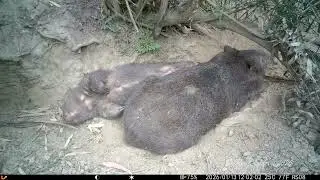 Trail camera pick up - mumma wombat with her joey