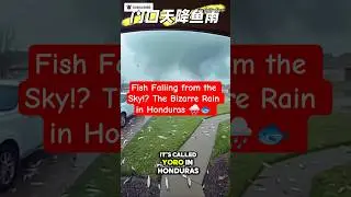 Fish Falling from the Sky!? The Bizarre Rain in Honduras 🌧️🐟 #shorts #rain #facts #fish #trending