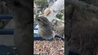 Time to eat, lil fluffy! #birds #birdcam #birdfeeder #birdslover #birdfeeding #nature #shorts #bird