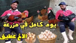 روتين ليوم كامل في مزرعة الاخ عطيف مربي دجاج السلالات البياضة
