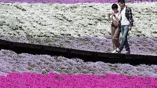 千葉・「東京ドイツ村」でシバザクラ見頃